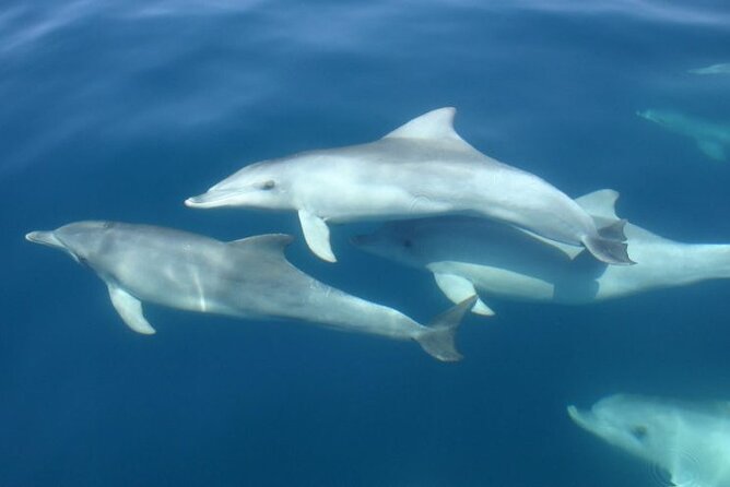3hours all inclusive Sunset&Dolphin Tour from Medulin on Sandra - The Onboard Dinner and Drinks, Actually Included