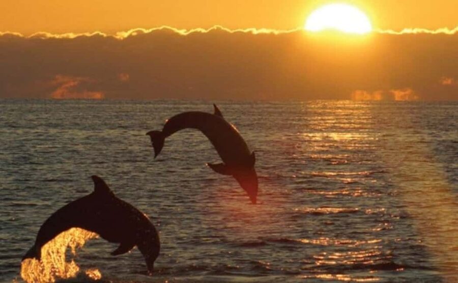 3hours Dolphin Sunset watching with unlimited drinks +dinner - Key highlights you should care about