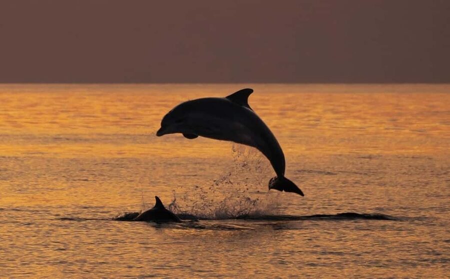 3hours Dolphin Sunset watching with unlimited drinks +dinner - Dolphin Watching at Sunset: 85% Chances, Real Nature, Smart Expectations