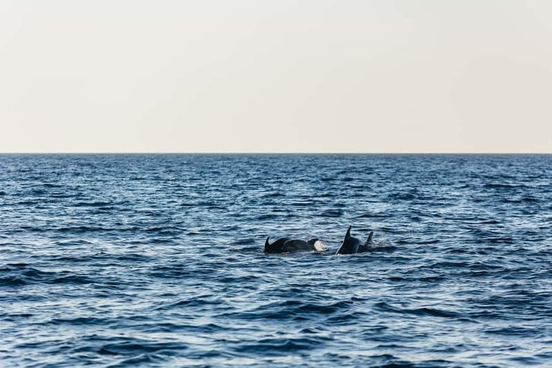 3hours Dolphin Sunset watching with unlimited drinks +dinner - Music, Dancing, and Live Commentary: The Social Side of Medulin Nights