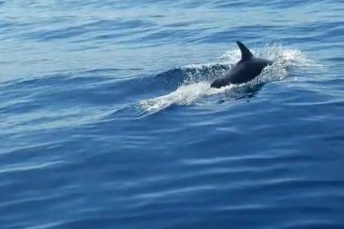 Boat Tour to the Zadar Islands - The skipper makes this tour feel personal (and it shows)