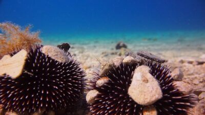 BRELA Bikini Dive *Try SCUBA DIVING*