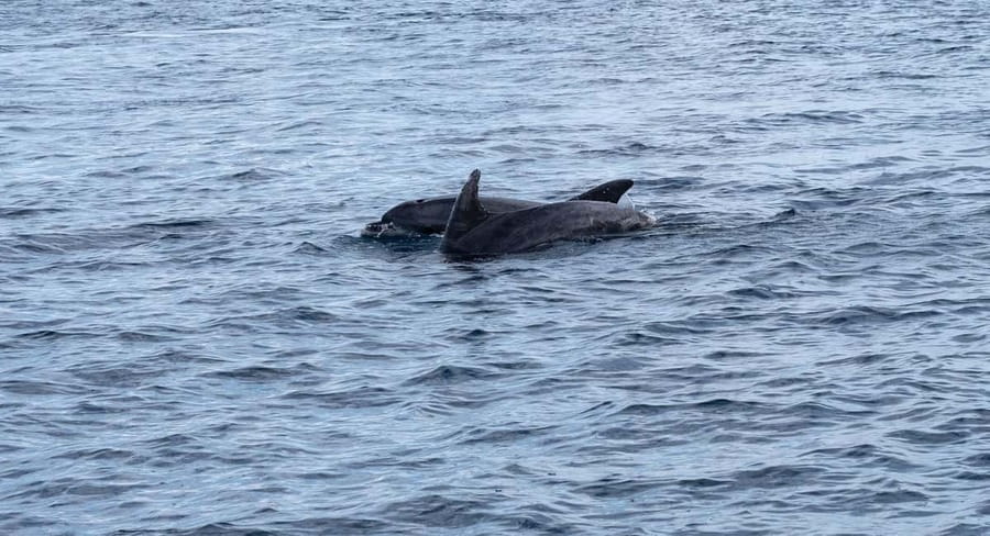 Brijuni Islands: Sunset & Dolphins private boat tour - Brijuni National Park in Golden Hour: 14 Islands, Photo Stops, Guided Time