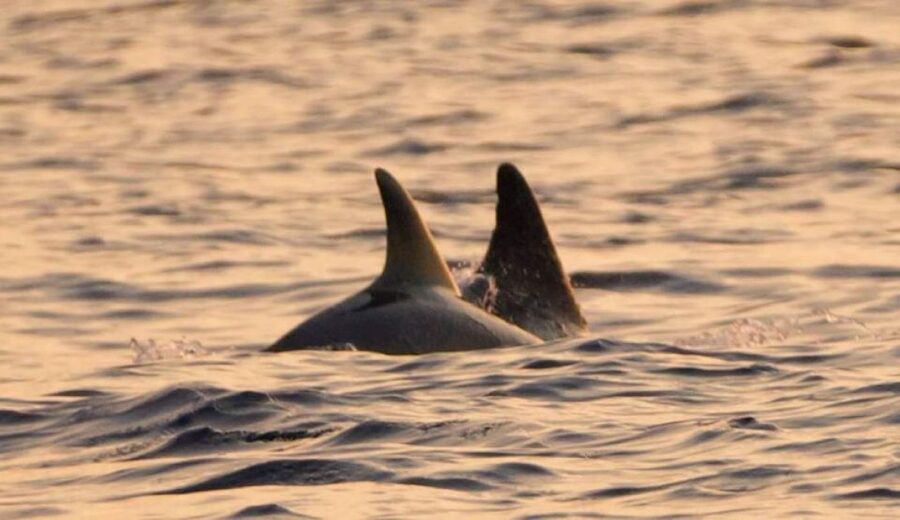 Brijuni Islands: Sunset & Dolphins private boat tour - Sunset Hour on the Water: Why the Timing Is the Real Feature