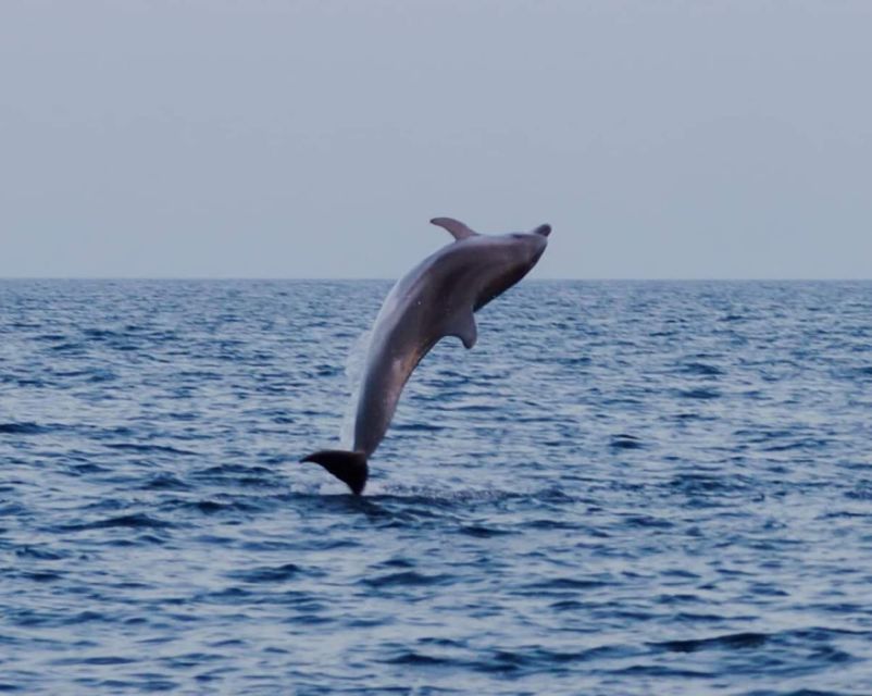 Brijuni Islands: Sunset & Dolphins private boat tour - Who Should Book This Private Sunset and Dolphins Tour?