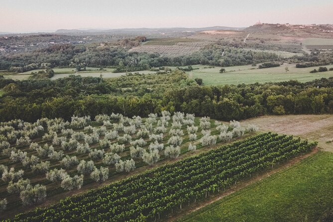 Buje: Authentic Istrian family farm, guided walk, foods & wine - Olive groves and vineyards with hilltop views over Istria