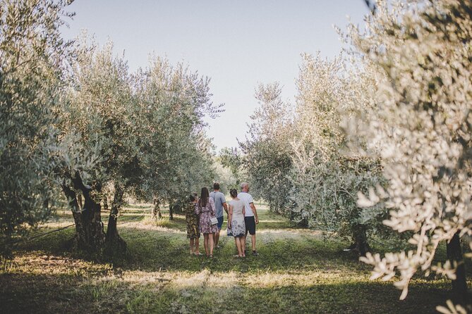 Buje: Authentic Istrian family farm, guided walk, foods & wine - How olives become premium oil, from Roman-era harvesting to today