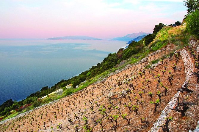 Classic Tour with Wine Tastings from Dubrovnik - Peljesac Peninsula: Up to Three Wineries in One Long, Tasty Stretch