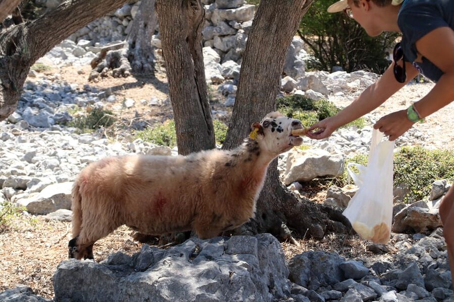 Cres: Olive Oil Walking Tour with Tastings - Why this Cres olive oil tour is built for learning, not just eating