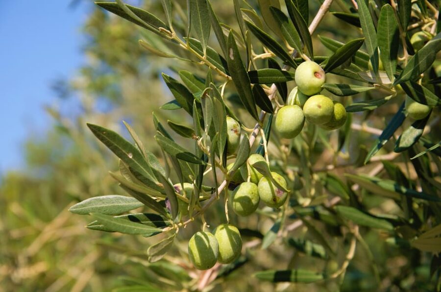 Cres: Olive Oil Walking Tour with Tastings - The only olive oil mill on Cres: where you see production up close