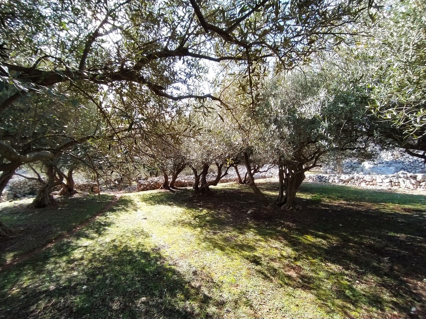Cres: Olive Oil Walking Tour with Tastings - Town shop tastings and aperitif pairings: how locals actually enjoy oil