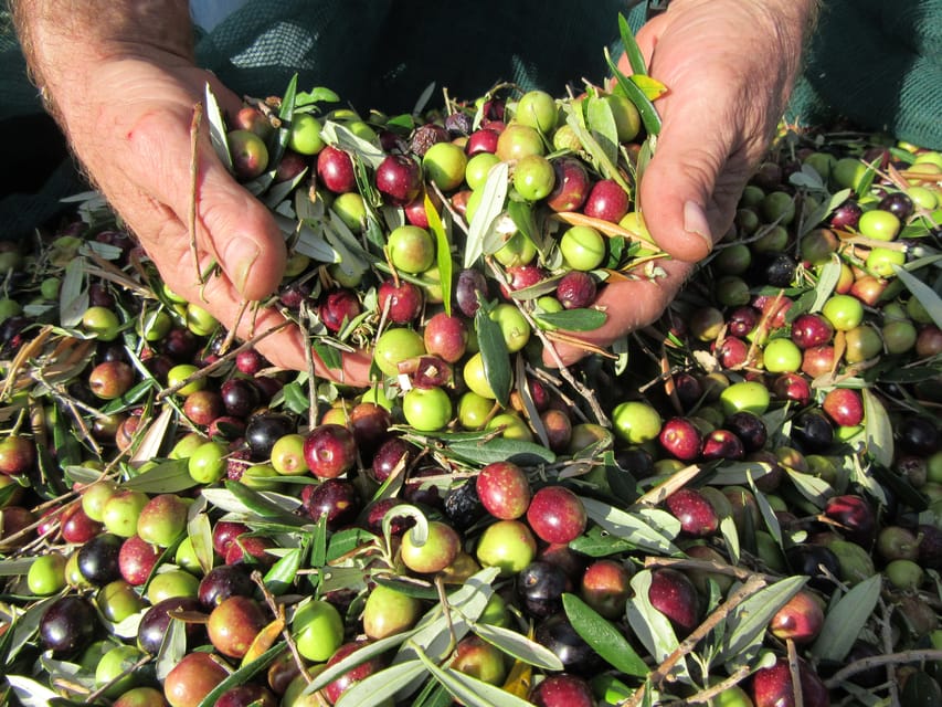 Cres: Olive Oil Walking Tour with Tastings - What makes the tastings feel so good: learning how to taste, not just sip