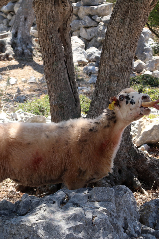 Cres: Olive Oil Walking Tour with Tastings - Price and logistics: is $47 good value for this format?