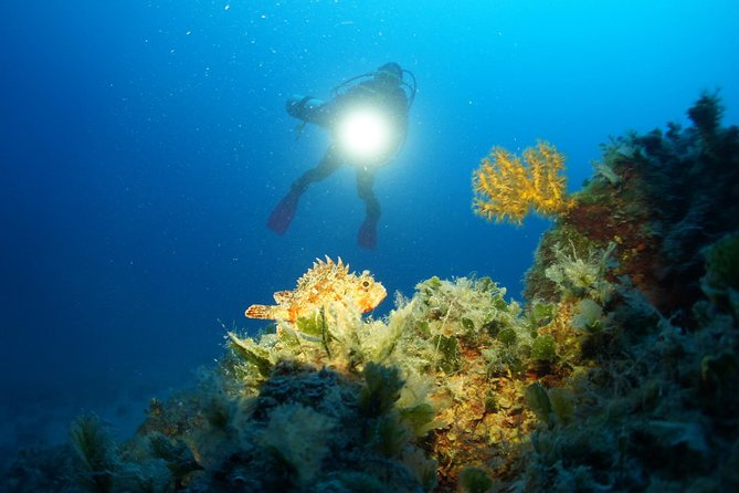 Diving day tour with 2 dives - Key highlights worth planning for