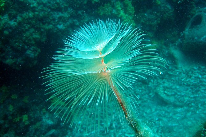 Diving day tour with 2 dives - Price and value: what $91.31 covers and what it doesn’t