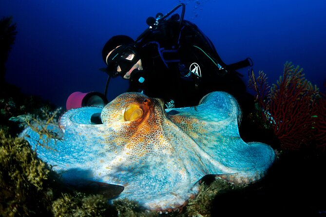 Diving day tour with 2 dives - First underwater session around Hvar and Brac, plus Makarska Riviera scenes