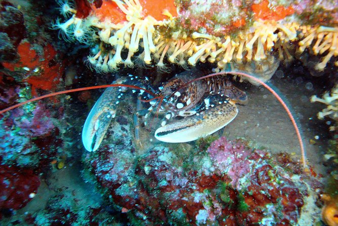 Diving day tour with 2 dives - 1 to 1.5 hour surface break: the unglamorous part that makes the day better