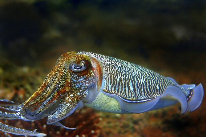 Diving day tour with 2 dives - Safety and comfort notes before you go under