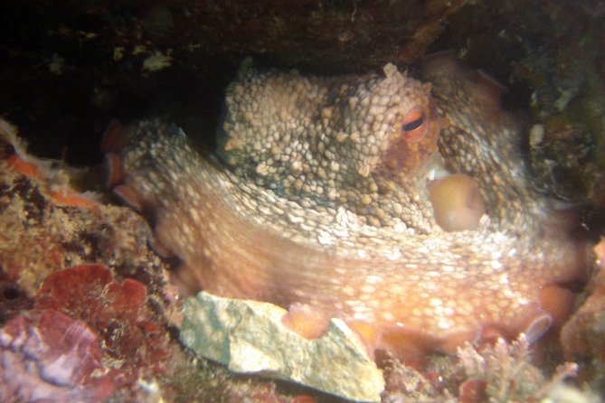 Diving day tour with 2 dives - Who this small-group Tučepi scuba day is best for