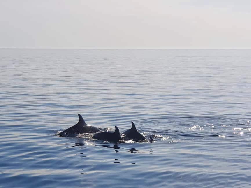 Dolphin Safari Boat Trip from Marina Funtana - Key things to know before you go
