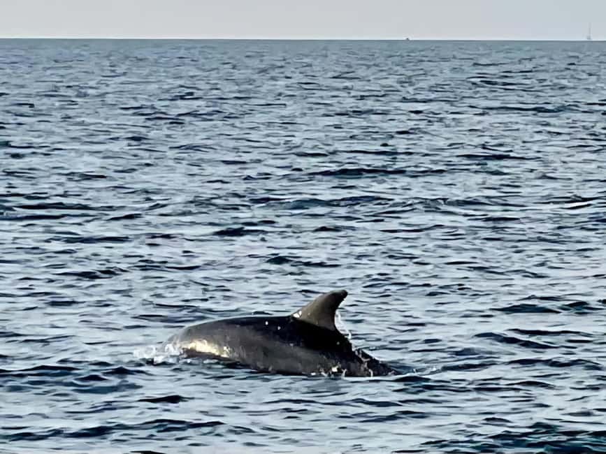 Dolphin Safari Boat Trip from Marina Funtana - Who this dolphin safari works best for