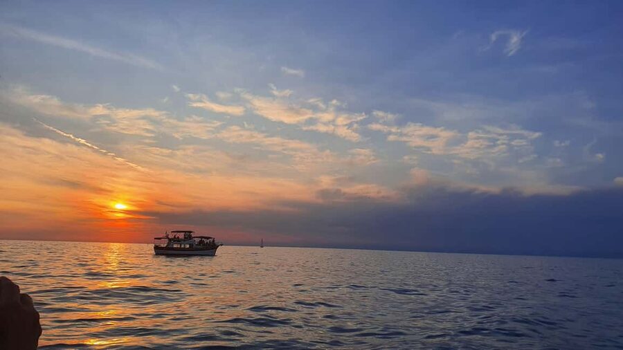 Dolphin safari every morning&evening - Key points before you go