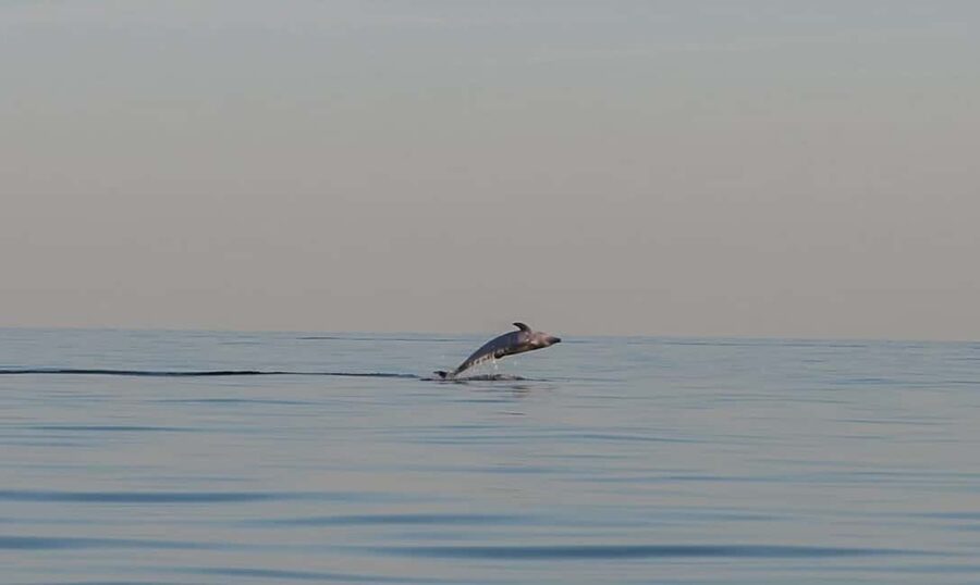 Dolphin safari every morning&evening - What happens during the 90 minutes at sea