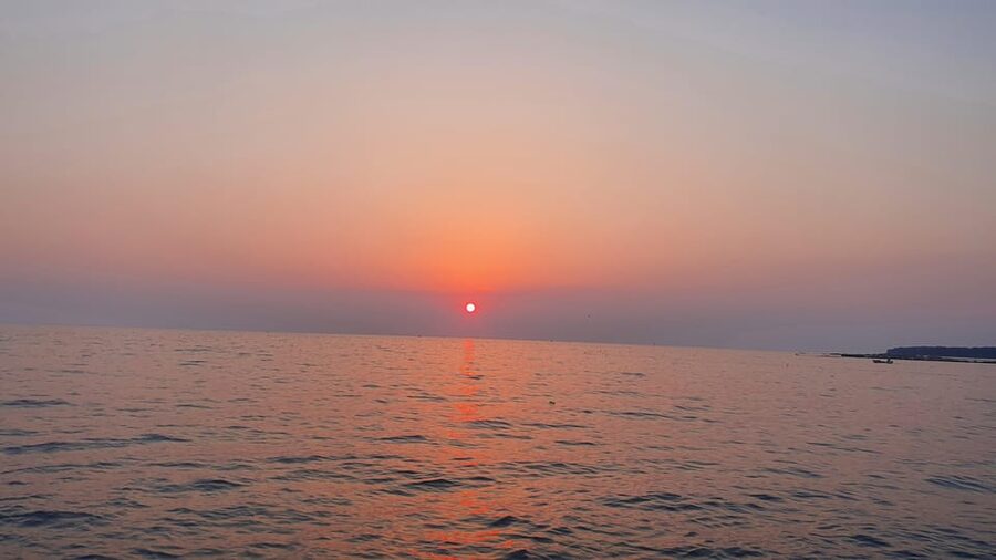 Dolphin safari every morning&evening - Language and feel: what the experience is like on board