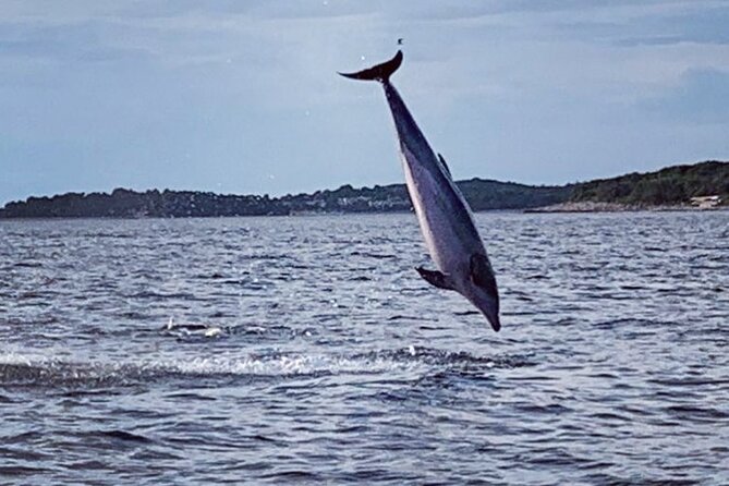 Dolphin Sunrise Adventure with Speedboat - Timing, Weather, and Realistic Dolphin Odds