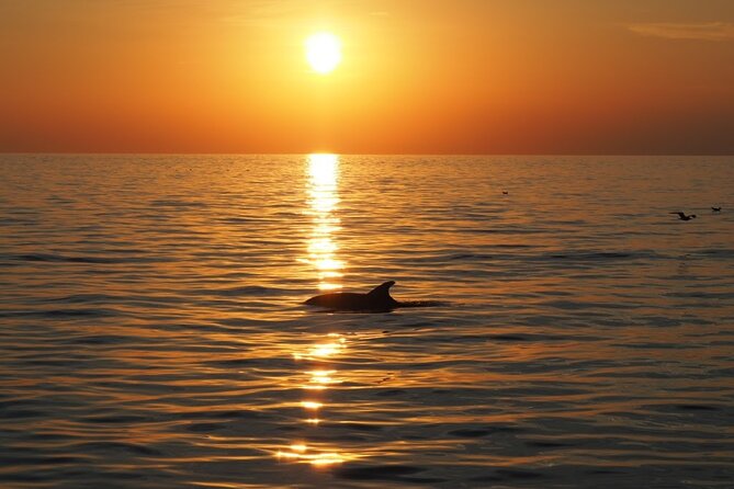 Dolphin Sunset Adventure with Speedboat - Price and value: what $30.25 buys you in 90 minutes