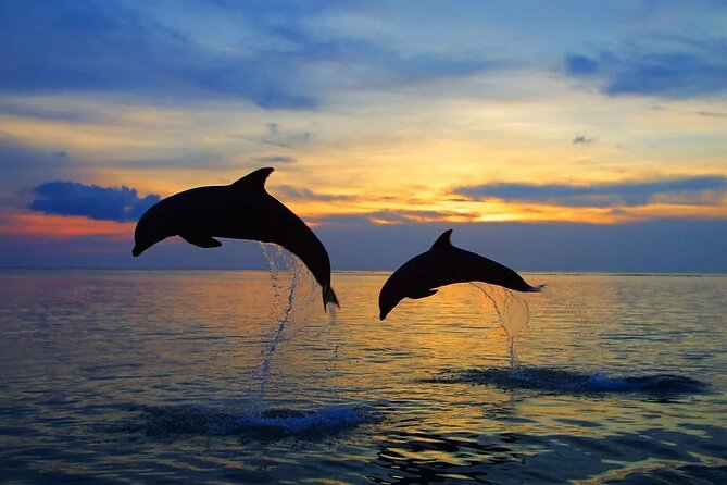 Dolphin Sunset Adventure with Speedboat - Should you book this dolphin sunset speedboat tour?