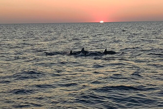 Dolphin & Sunset tour with Brijuni panorama - Dinner on Board and the Open Bar: Turning a Tour Into an Evening Plan