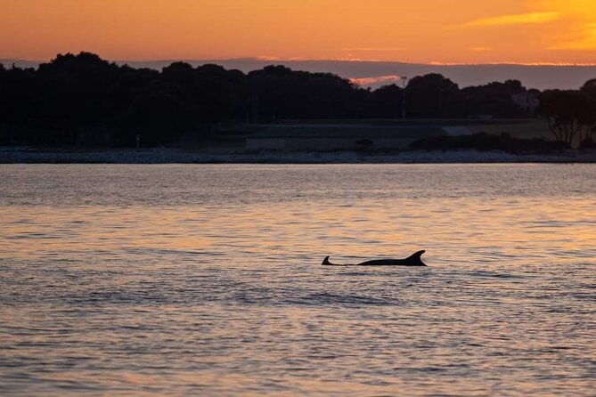 Dolphin & Sunset tour with Brijuni panorama - Value Check: Is $65.31 Worth It?