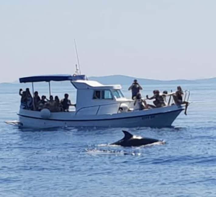 Dolphin tour 2 hours - Key things to know before you go