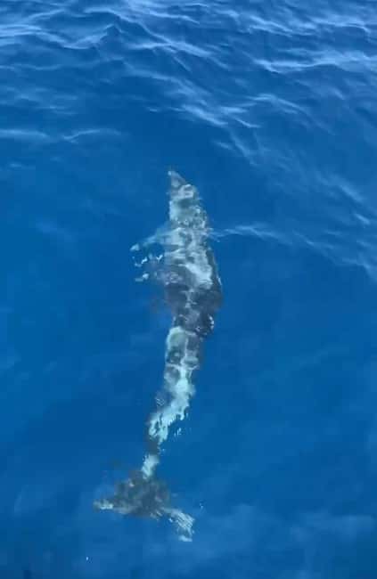 Dolphin tour 2 hours - Where You Meet the Boat and How Punctual You Need to Be