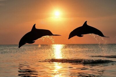 Dolphin Watching & Sunset Boat Tour With Dinner and Drinks