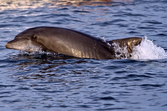 Dolphin Watching Sunset Boat Trip in Pula with Dinner - Pula to Brijuni waters: the vibe and what the boat time feels like