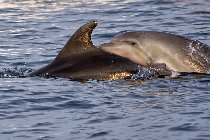 Dolphin Watching Sunset Boat Trip in Pula with Dinner - Dinner onboard: simple food, included drinks, and an easy pace