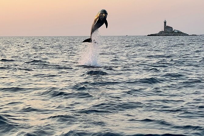 Dolphin Watching Sunset Speedboat Tour with Drinks in Rovinj - Key highlights before you go