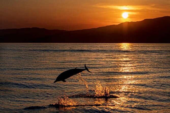 Dolphin Watching Tour – 85% Chance – Drinks & Dinner Included - Sunset dolphin watching in Medulin, what you’re really buying
