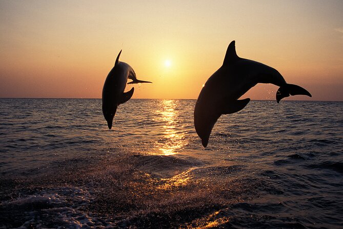 Dolphin Watching Tour – 85% Chance – Drinks & Dinner Included - Kamenjak National Park and Porer Lighthouse, the first real win