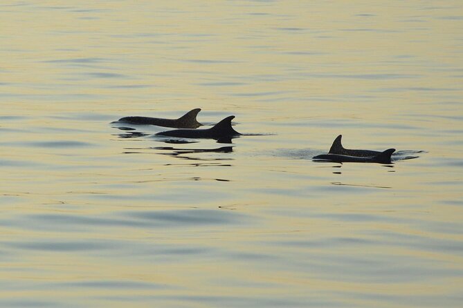 Dolphin Watching Tour – 85% Chance – Drinks & Dinner Included - Dinner and drinks on board, included but not equal to a restaurant