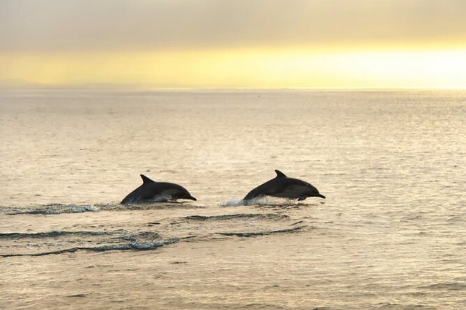 Dolphin Watching Tour – 85% Chance – Drinks & Dinner Included - Timing, wind, and why 5:30 pm can feel different every day