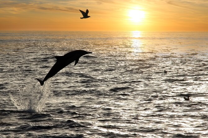 Dolphin Watching Tour – 85% Chance – Drinks & Dinner Included - Group size, vibe, and what kind of atmosphere you’ll get