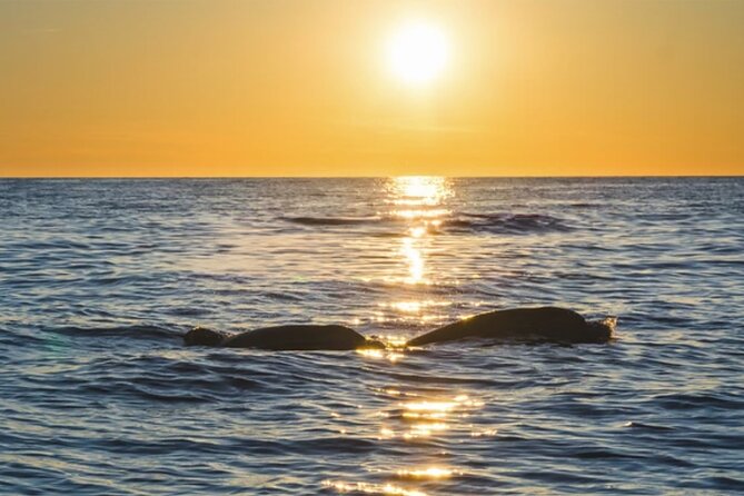 Dolphin Watching Tour – 85% Chance – Drinks & Dinner Included - Where you pass the best sights, and how to choose your priorities