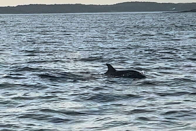 Dolphin Watching Tour – 85% Chance – Drinks & Dinner Included - Price and value: does $54.42 feel fair?