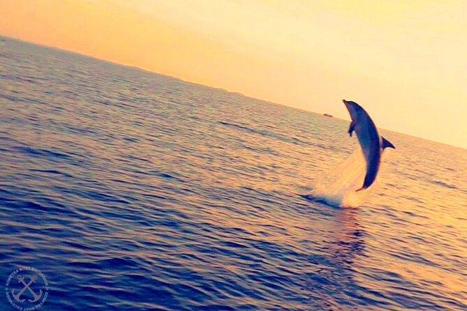 Dolphins Watching in the National Park Brijuni from Pula - Price and Logistics: Does About $56.86 Feel Fair?
