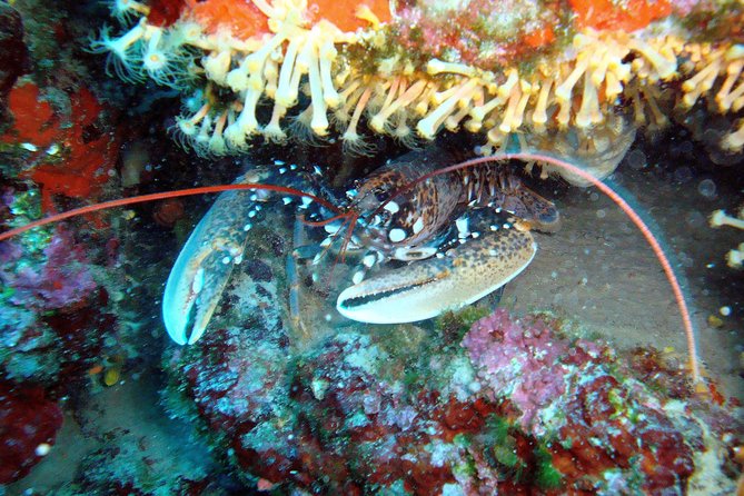 DSD - First time diving course - Safety coaching, theory, and pressure equalization that you actually use