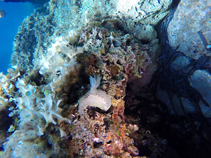 Dubrovnik: 1-Day Discover Scuba Diving Course - A 1-day scuba course in Dubrovnik that actually fits real schedules