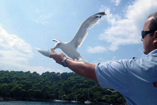 Dubrovnik Elafiti Islands Cruise with Lunch, Drinks and Pickup - Stop One, Elafiti Islands: Koločep First for Swimming and Slow Walking